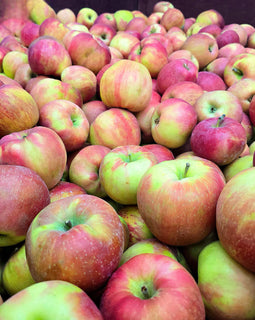 BC Honeycrisp Apples