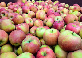 BC Honeycrisp Apples
