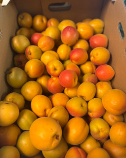 BC apricot jam