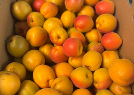 BC apricot jam
