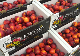 Nectarines