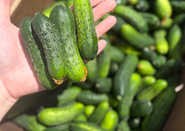 Pickling Cucumbers (BC)
