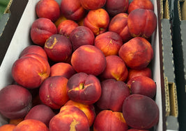 Nectarines