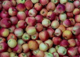 BC Gala Apples