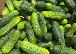 Pickling Cucumbers (BC)