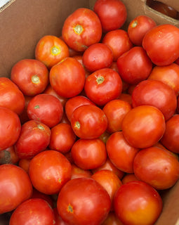 Field / Canning Tomatoes (BC)