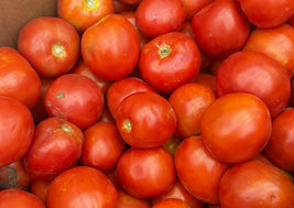 Field / Canning Tomatoes (BC)