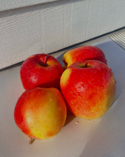 Ambrosia Apples (BC)