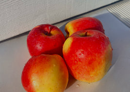 Ambrosia Apples (BC)