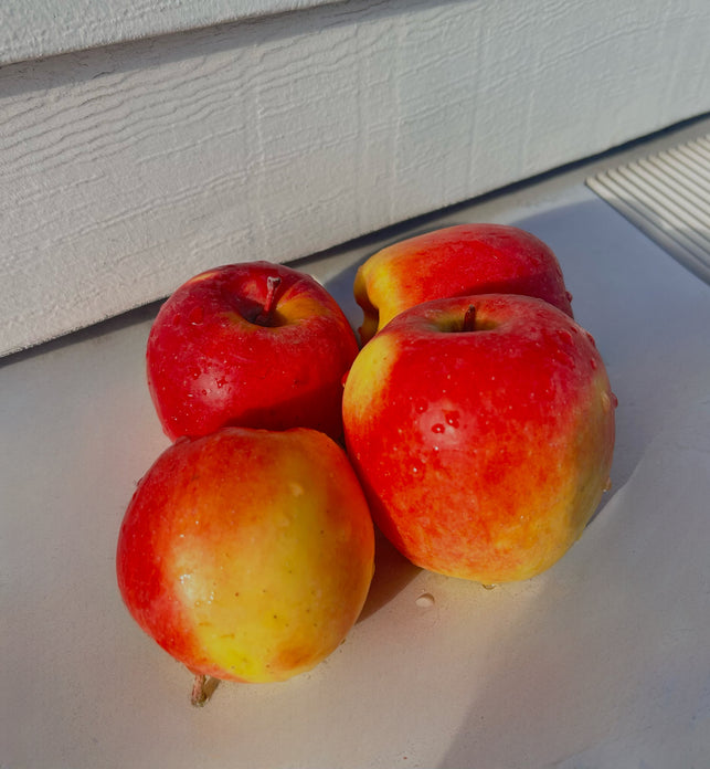 Ambrosia Apples (BC)