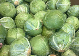 Organic Green Cabbage (BC)