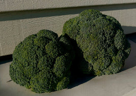 Broccoli (BC)