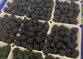 Blackberries (BC)