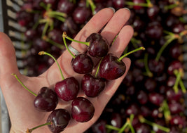 Okanagan Cherries