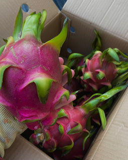 Dragon Fruit