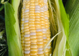 Corn (BC)