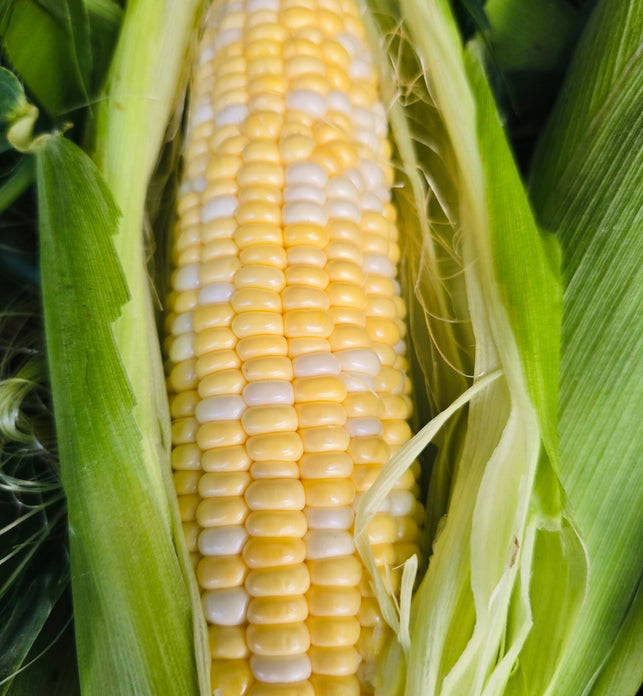 Corn (BC)