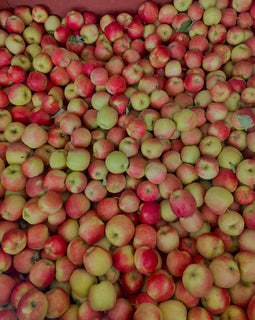 Ambrosia Apples (BC)