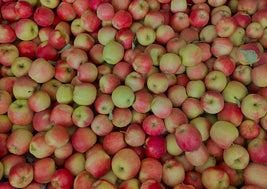 Ambrosia Apples (BC)