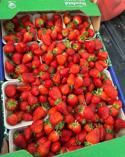 BC Strawberries