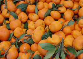 Stem on Satsuma Oranges