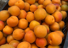 BC Apricots
