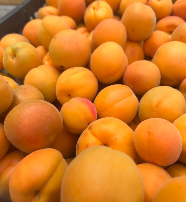 BC Apricots