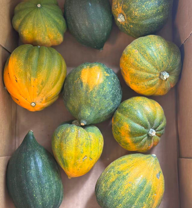 Acorn Squash