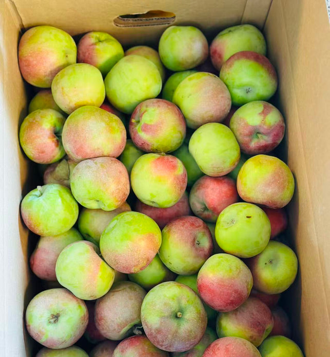 BC Macintosh Apples