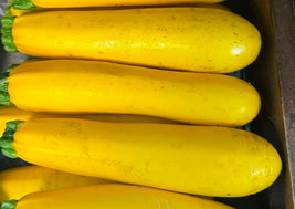 Yellow Zucchini (BC)