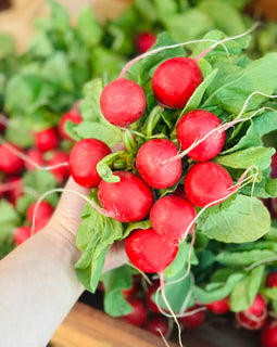 BC Radishes