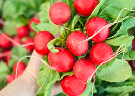 BC Radishes