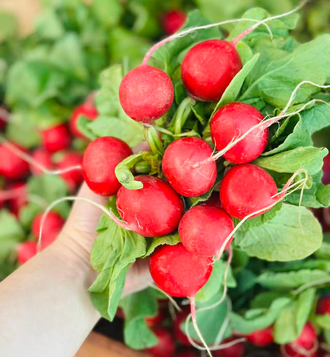 BC Radishes