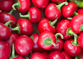 Cherry Bomb Chili Pepper