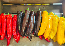 Long Crescendo Peppers