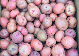 Red Nugget Potatoes (BC)