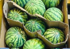 Mini Watermelon (BC)