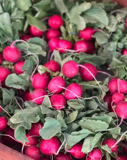 BC Radishes