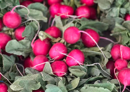 BC Radishes
