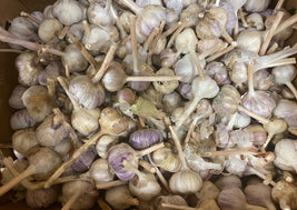 Organic Red Russian Garlic