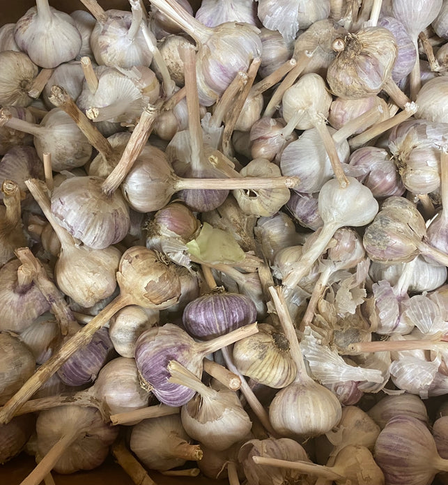 Organic Red Russian Garlic