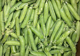 BC Shelling Peas