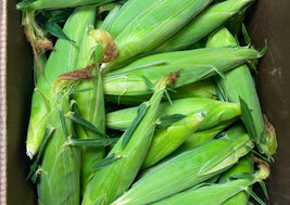 Corn (BC)