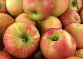 BC Honeycrisp Apples