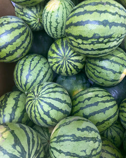 Watermelon (BC)
