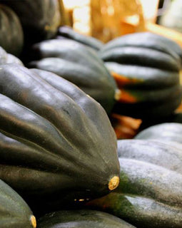 Acorn Squash