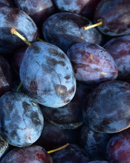 Italian Prune Plums