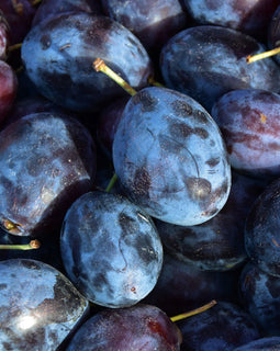 Italian Prune Plums