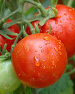 BC Hot House Tomatoes